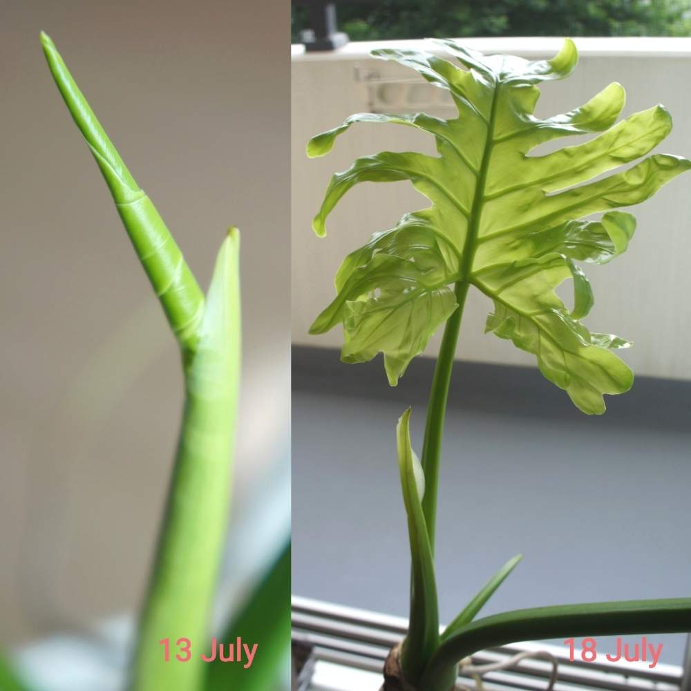 窓辺の画像 by woodAppleさん | 窓辺と観葉植物と大きくな〜れ!と窓辺の植物とセローム葉