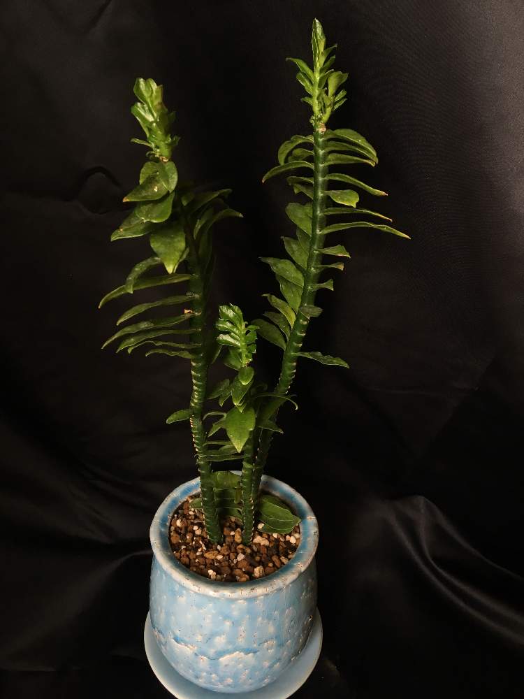 インテリアの画像 by greenjamさん | インテリアと多肉植物と観葉植物とGREEN JAMとペディランサス属とfoliageplantとトウダイクサ科と多肉植物のある暮らしと植中毒と越谷と観葉植物のある暮らしと珍奇植物と観葉植物専門店とペディランサス・ナナコンパクタ