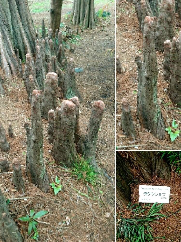 お出かけ先の画像 by ロンさん | お出かけ先と植物園と公園と散歩と東京