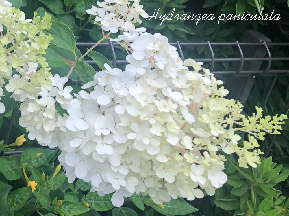 お出かけ先の画像 by **花ママ**さん | お出かけ先とノリウツギと小さなしあわせ♡とキュンキュン乙女倶楽部と千葉県と@naturalと部員No248と柏市と可愛いと花のある暮らしとかわいいと白い花とかわいいな♡