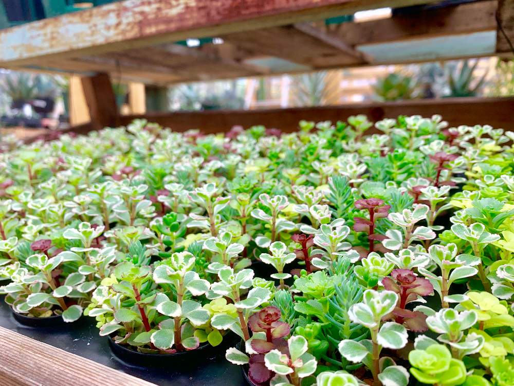 インテリアの画像 by Flower Villageさん | インテリアとセダム属と多肉植物と観葉植物とボタニカルライフとイベントと神奈川タニラーと多肉植物寄せ植えと鷺沼と植中毒とフラワービレッジと多肉女子と多肉植物とサボテンとタニラーとbeer&greenと神奈川県と花のある暮らしとflowervillageとワークショップ とインテリアグリーンとインドアガーデン