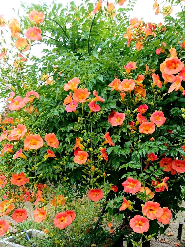 の画像 by Harkaさん | ノウゼンカズラと地植えと花のある暮らしと花はいいねぇ