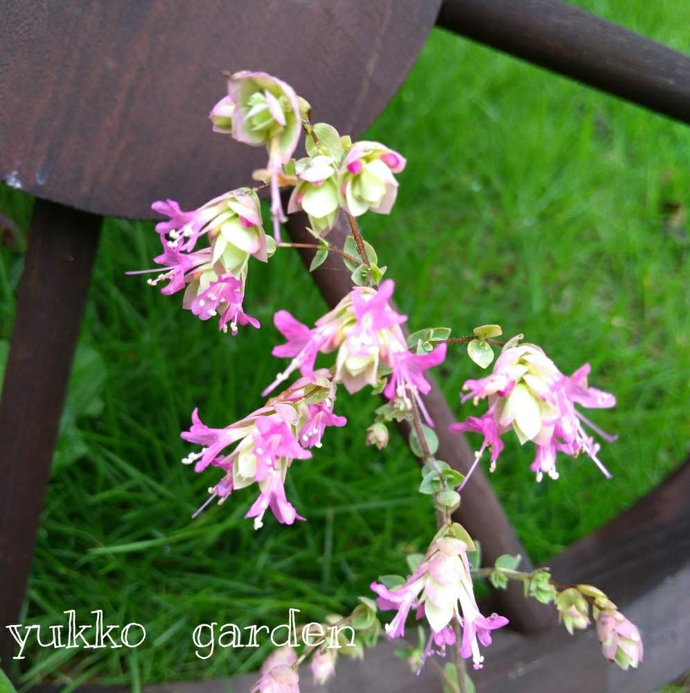 広い庭の画像 by ゆったりゆっこさん | 広い庭とオレガノとオレガノ ネオンライトとピンクの花と咲いたよ