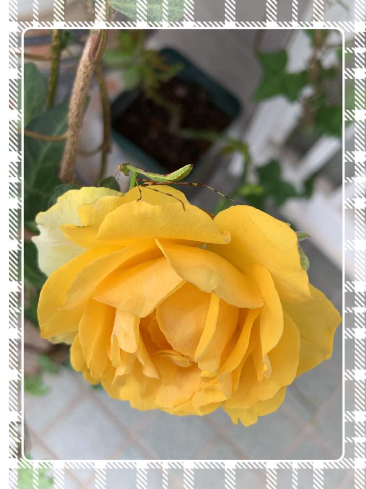 小さな庭の画像 by くろもみじさん | 小さな庭とインフィニティローズと幸せとばら バラ 薔薇と薔薇愛同盟と挿し木と全部GSのせいだと小さな小さな庭と花のある暮らしとインフィニティーローズ☆とばら 薔薇 バラと三種の神器と薔薇の花