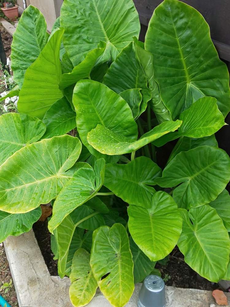 小さな庭の画像 by たっちんさん | 小さな庭とクワズイモと多肉植物と観葉植物と多肉のある暮らしと多肉ラボ©と花のある暮らし