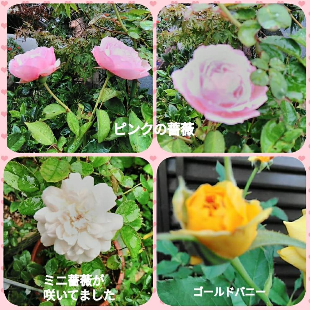 小さな庭の画像 by メリーさん | 小さな庭と梅雨空と薔薇。と雨、雨と鉢植えと小さい花壇と花のある暮らしと狭い花壇と地植え