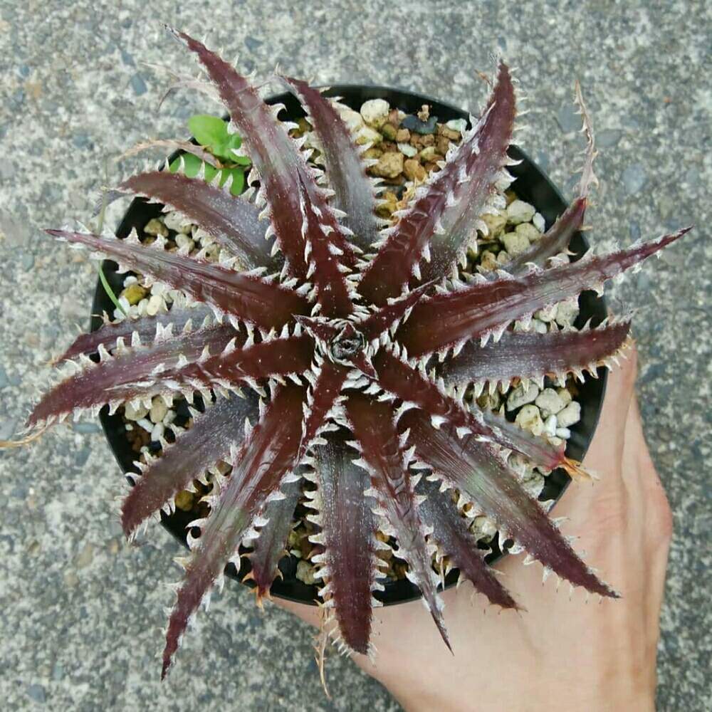 小さな庭の画像 by にんにんさん | 小さな庭とディッキア.とDyckia ( ‘Mack the Knife’ x ‘Bone’ ) x ‘Red Nagas’と多肉植物とみどりのある暮らしとトゲトゲと観葉植物とディッキアとディッキア属とブロメリアと植中毒とSuebridと日光浴とタニラーとトゲトゲのある暮らしと珍奇植物とDyckia