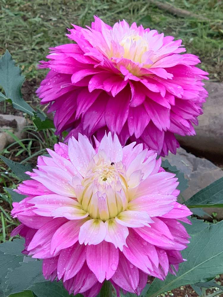 お出かけ先の画像 by ケン太さん | お出かけ先と✨✨✨とアップ写真と夏の花と都立神代植物公園と花のある暮らしと梅雨の晴れ間と雨粒きらきら✨と色あざやか
