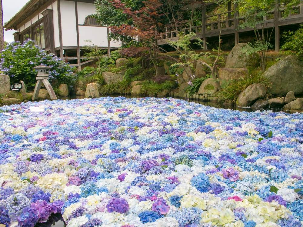 お出かけ先の画像 by ルミエールさん | お出かけ先と紫陽花とアジサイと写真が好きな人と繋がりたいとファインダー越しの私の世界とお寺とルミエールの世界と梅雨に負けないとGS映えとGS日和ときれいと梅雨と紫陽花 アジサイ あじさいと美しいと癒されるとお花畑 とアジサイ 紫陽花と雨引観音とGreenSnapmarcheと花のある暮らしとパステルカラーと夏でも元気な花フォトコンとかわいいな♡とGREEN UP!