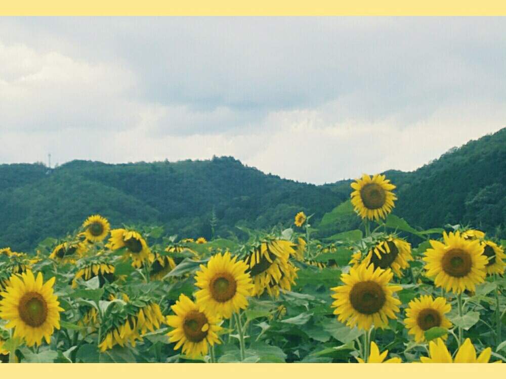 お出かけ先の画像 by ほっこり畑さん | お出かけ先と癒やしとひまわり畑♡と元気を出して♥とヘルプマークと好きと散歩と想い出に変わるまでと癒やされる存在とさんぽみちと大好きな花とヒマワリ‼と花のある暮らしと好きな風景とかわいいとお散歩と大好き!と大好きな人❤