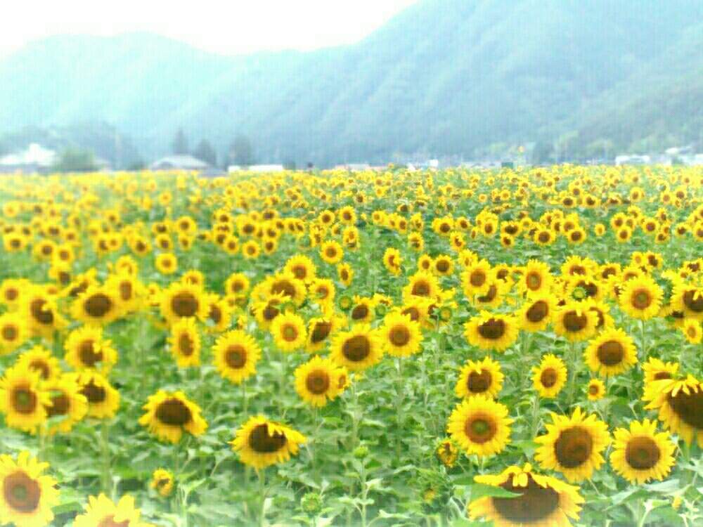 お出かけ先の画像 by ほっこり畑さん | お出かけ先と癒やしとひまわり畑♡と『サンリッチひまわり 2019』コンテストと元気を出して♥とヘルプマークと好きと散歩と想い出に変わるまでと癒やされる存在とさんぽみちと大好きな花とヒマワリ‼と花のある暮らしと好きな風景とかわいいとお散歩と大好き!と兵庫県佐用郡佐用町と大好きな人❤