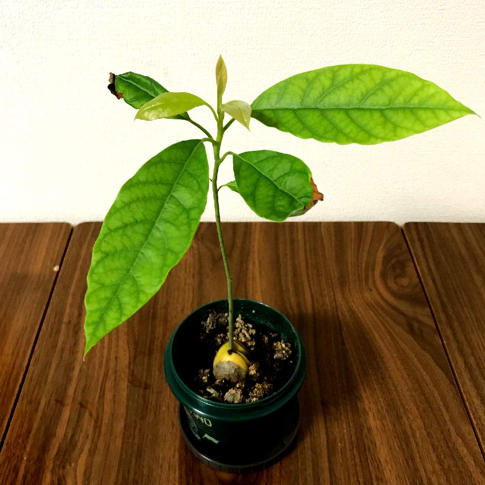 部屋の画像 by SPOONさん | 部屋とアボカドと若葉と観葉植物とグリーンのある暮らしとグリーン!グリーン!グリーン!と綺麗なミドリと葉っぱのある暮らしと葉っぱと復活と鉢植えと成長記録と新芽