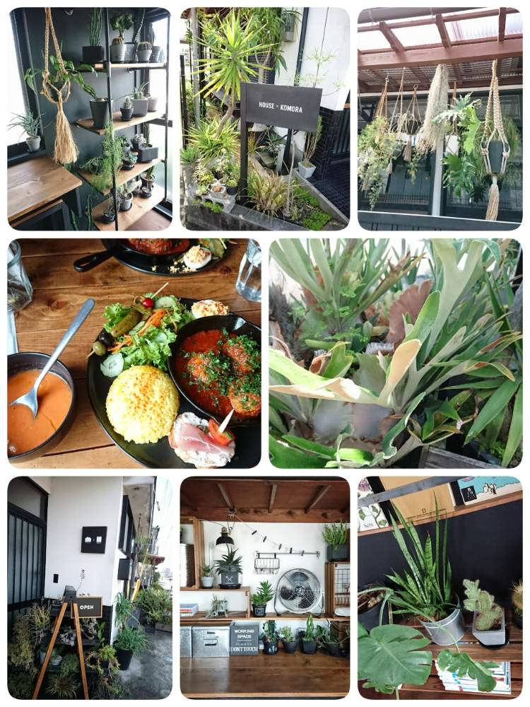 の画像 by まるさん | 多肉植物と小さな庭と暮らすとDIYとコウモリランデカい‼️とリノベーションでオサレなカフェ