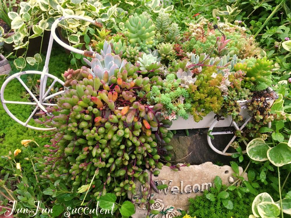 小さな庭の画像 by Jun♡Junさん | 小さな庭と多肉色々寄せ植えとキュンキュン乙女倶楽部とピンク同盟と西日本豪雨で被災された皆様頑張ってとジメジメの季節と庭のある暮らしとsucculent so cute ♥️と花のある暮らしとお花大好き❤と花の16年組♡と夫婦で庭創り♡とこんばんは☆と繋がりに感謝✨と多肉大好き❤️とJunJun♡ガーデンと植物に癒されてと記録用とHTC 64