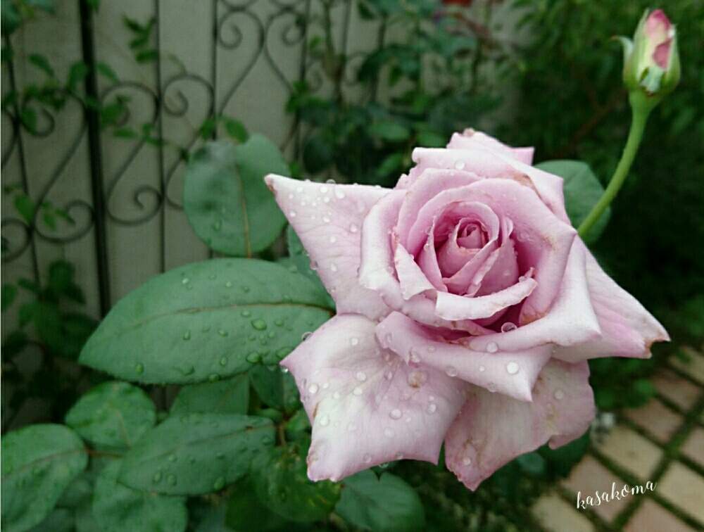 小さな庭の画像 by kasakomaさん | 小さな庭とブルームーンと半剣弁高芯咲きと薔薇愛同盟と強香のバラとバラのある暮らしと木立バラと植中毒と四季咲きと2019kasakomaのバラと花のある暮らしとバラの地植えとバラ・ハイブリッドティーと夏でも元気な花フォトコンとバラ・ミニバラとロザリアンと地植え