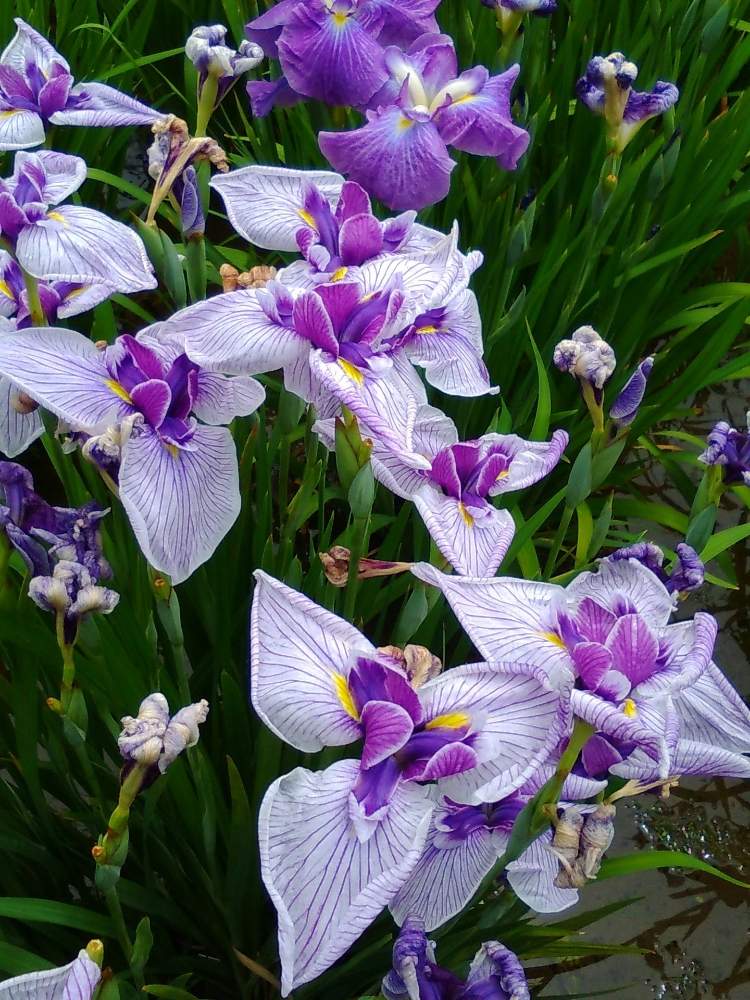 お出かけ先の画像 by オアシス☆さん | お出かけ先と花菖蒲と美しいといやされるとムラサキの花と深呼吸