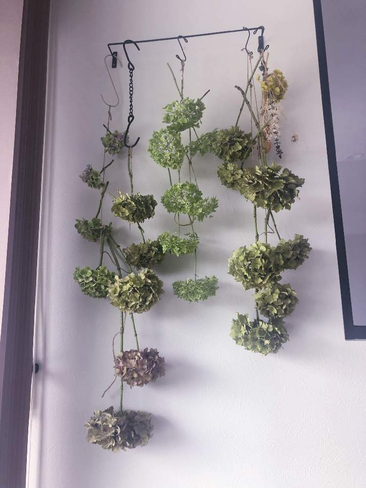 部屋の画像 by −MiMi−さん | 部屋とアジサイドライフラワーと花のある暮らしと紫陽花ドライフラワーときれいな色とアナベル 紫陽花