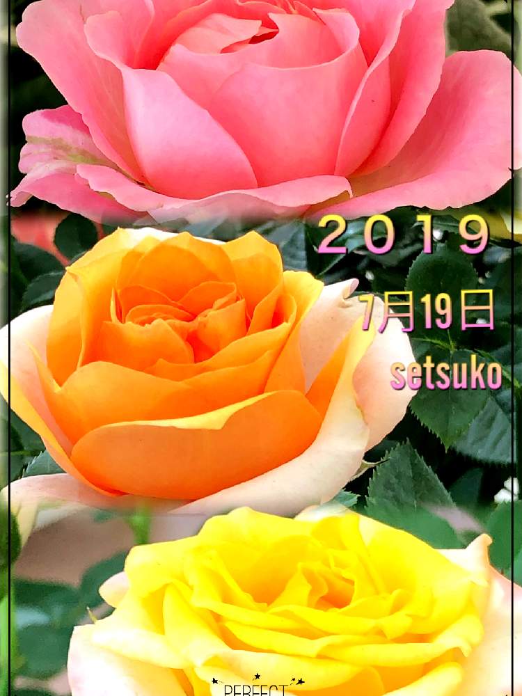 の画像 by 世津ちゃんさん | 薔薇♪とドライブとパレットピアおおの