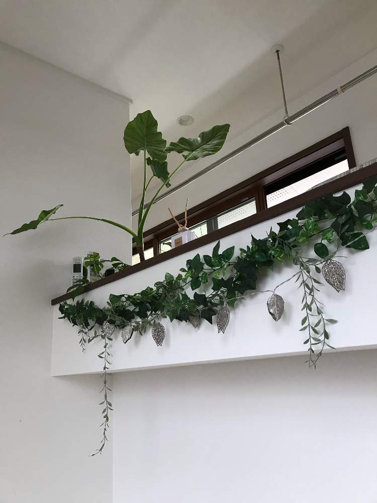 階段/廊下の画像 by ゼリーといちこさん | 階段/廊下とクワズイモと観葉植物と植物のある暮らしとアンティークと植中毒とジャングル化計画と花のある暮らし
