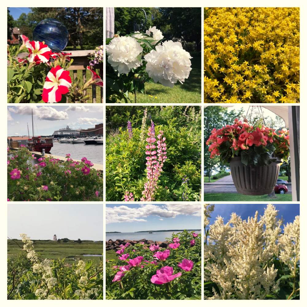 お出かけ先の画像 by margaritaさん | お出かけ先と癒しの時間とお写んぽと今日の一枚とおきにいりと今日の花と小さな幸せ♡と花のある暮らしと大好き♡︎ʾʾとかわいい♡♡としろいはなと今日の草木