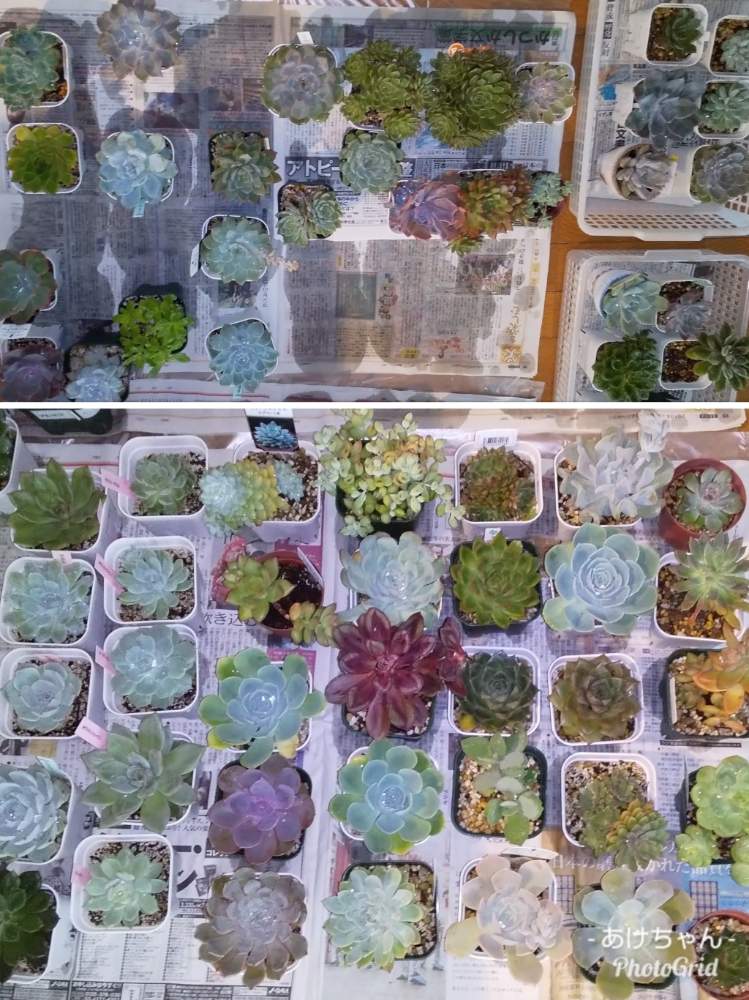 部屋の画像 by あけちゃんさん | 部屋と多肉植物と埼玉ンズ倶楽部と植中毒と今日の一枚と多肉ラボ©とタニラーと埼玉タニラーと花のある暮らしとたにおたくらぶとがんばれ!