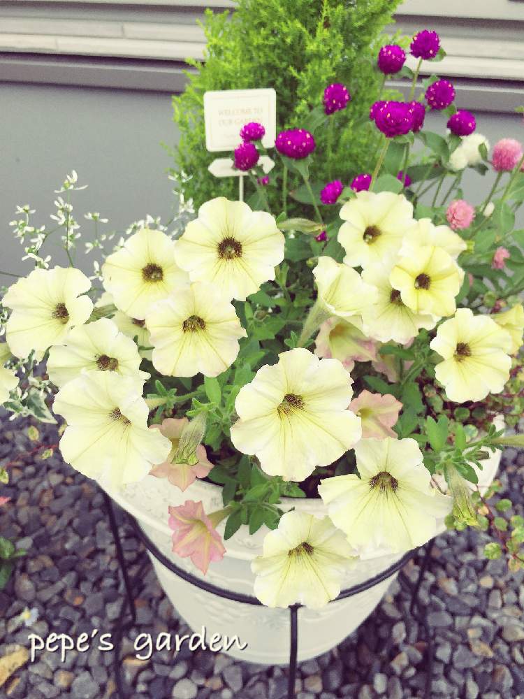 の画像 by ★pepe★さん | 初心者ですとうつくしま福島とコニファー*と寄せ植えと自己満足とお気に入り♡と癒しと東北と☆ワイヤープランツとセンニチコウ♡とペチュニア☆と可愛いと花のある暮らしとユーフォルビアとやっぱり花が好き♡とiPhone撮影と夏休み