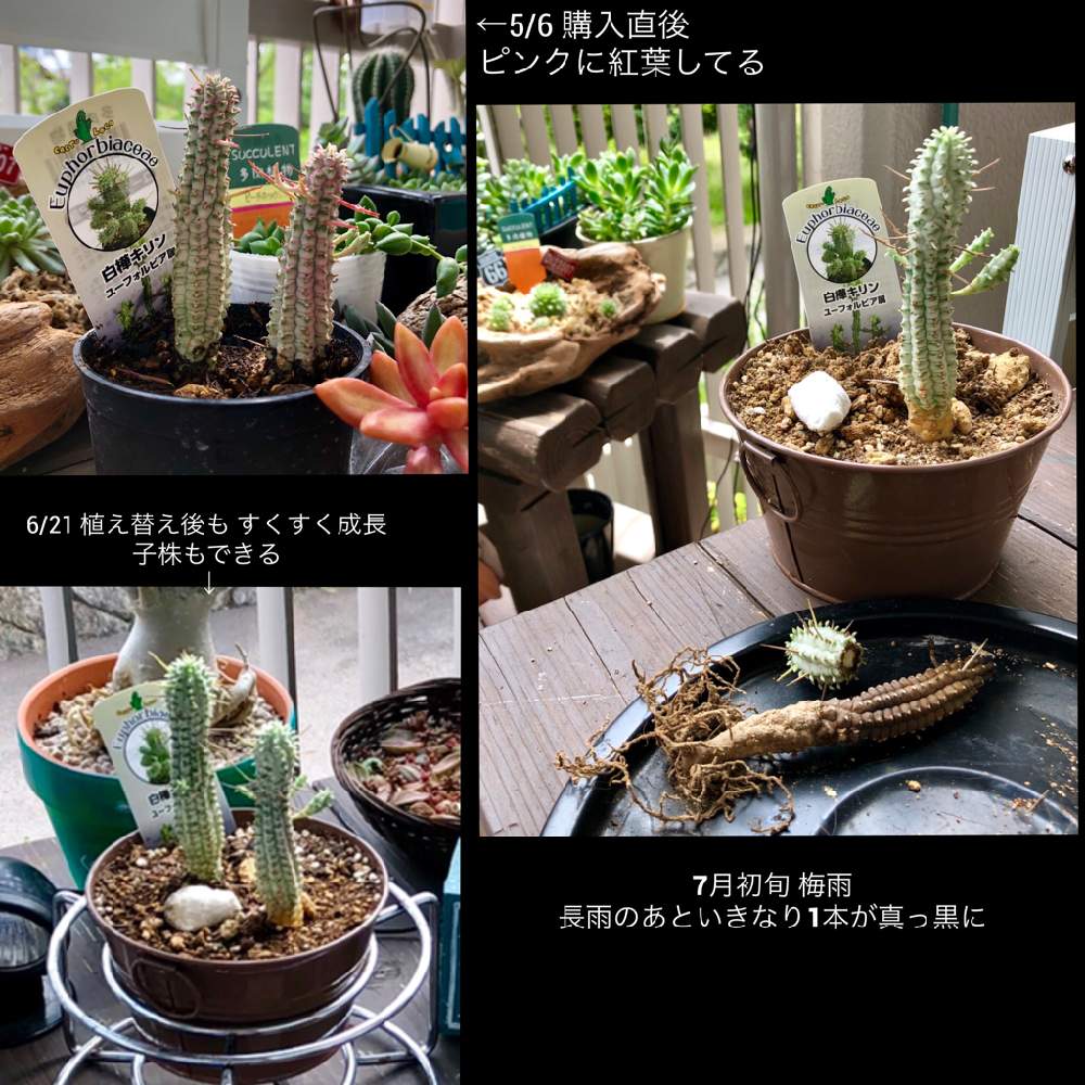 バルコニー/ベランダの画像 by たれぞー★さん | バルコニー/ベランダと白樺キリンとユーフォルビアと根腐れと梅雨に負けない
