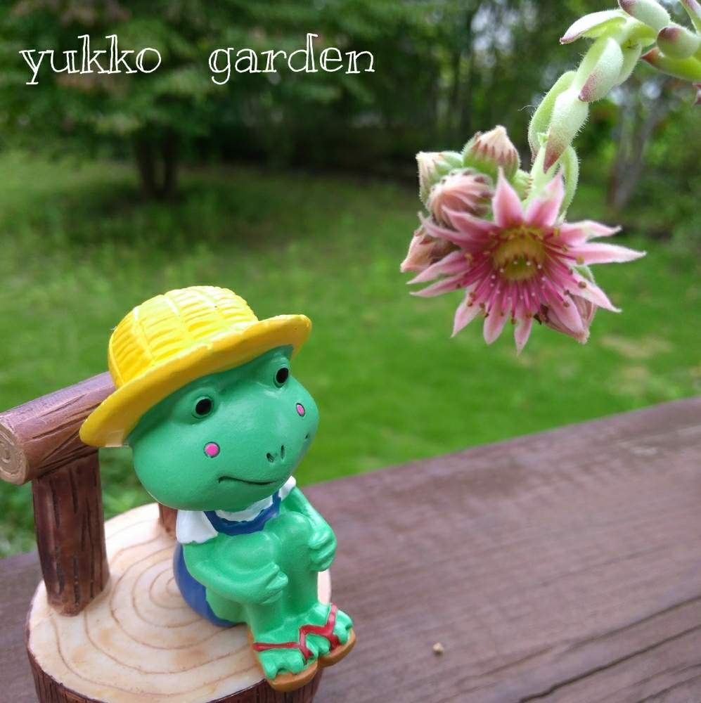 部屋の画像 by ゆったりゆっこさん | 部屋とセンベルビウムと多肉の花とピンクの花とセンベルのお花とケロちゃんと咲いたよと雑貨