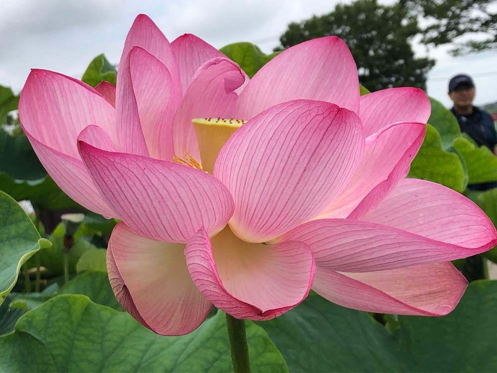 お出かけ先の画像 by はなとしさん | お出かけ先と蓮の花と微笑みの妖精と初夏の到来とラッキーの創造とGS映えと微笑みの呼びかけと植物の笑顔と花のある暮らしとまばゆい輝きと偶然の出会いとチャンス到来