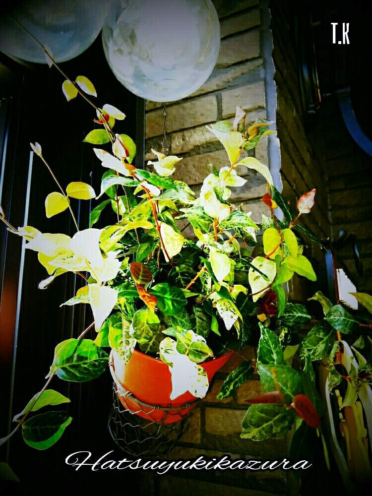 玄関の画像 by T.Kさん | 玄関と観葉植物を楽しむとハツユキカズラ。とハツユキカズラ☆と観葉植物と植物男子と玄関でお出迎えと初雪 カズラと玄関前