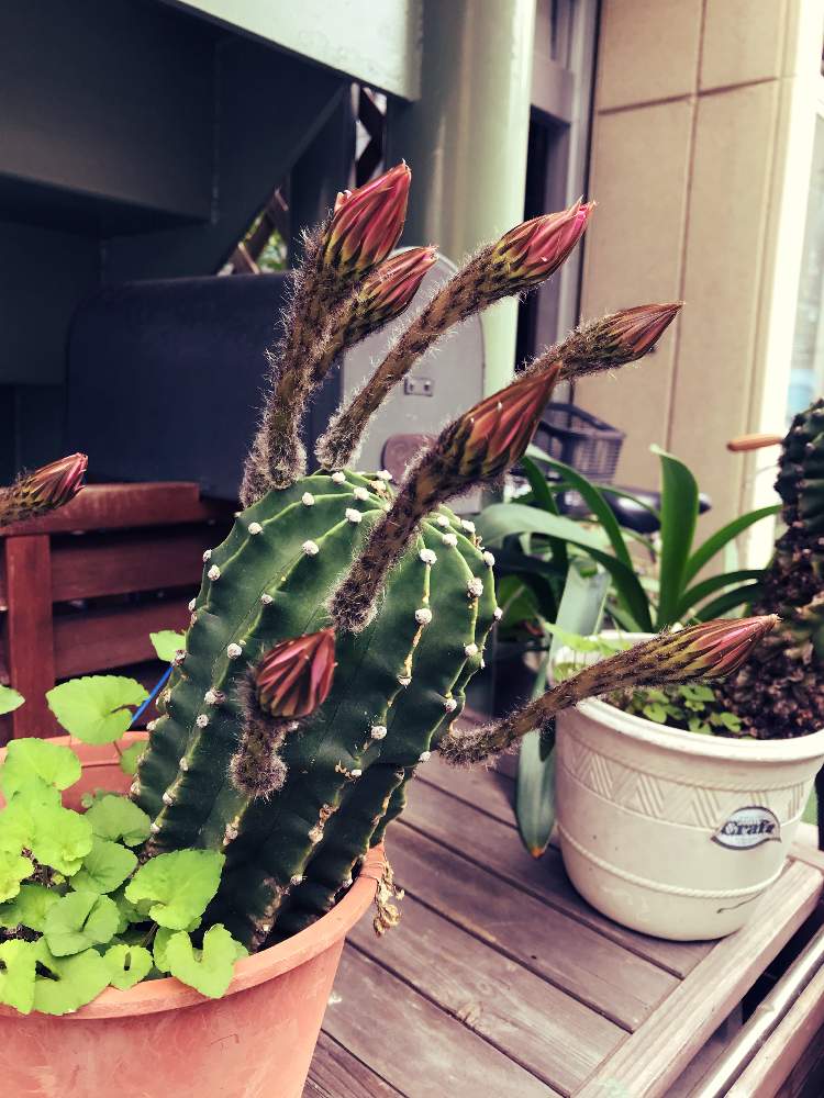 お出かけ先の画像 by ドレミさん | お出かけ先と多肉植物とサボテン科と観葉植物と雨に輝くと植中毒と多肉女子とサボテンの蕾とタニラーと花のある暮らしとサボテンの花と熱帯植物と球根植物とGREEN UP!