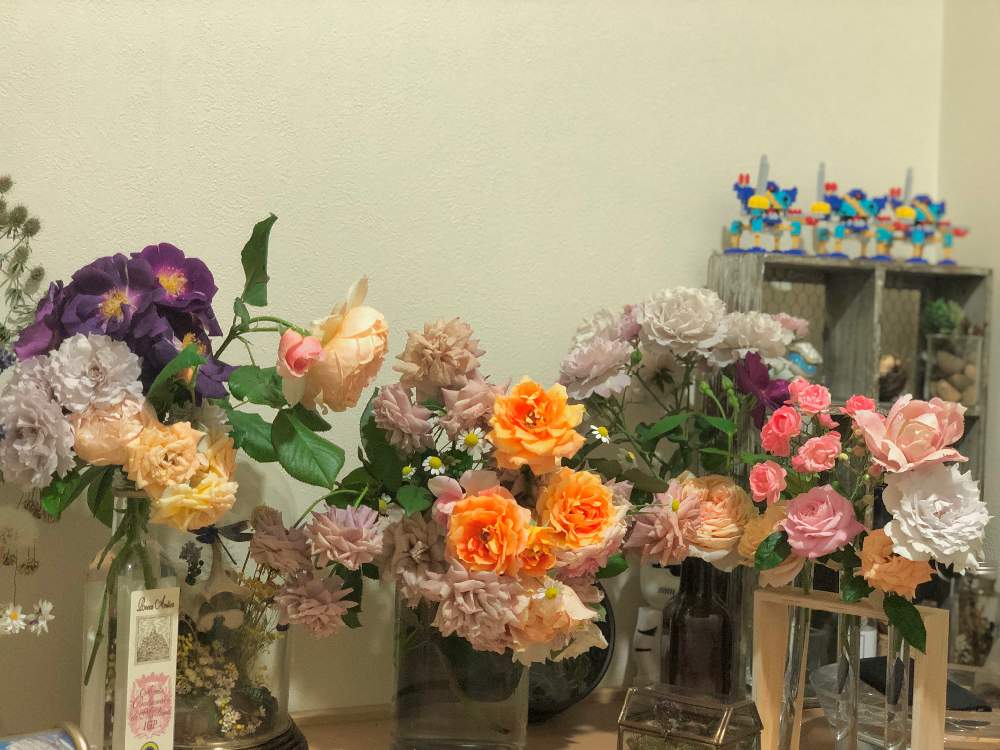 部屋の画像 by はなむぐりさん | 部屋とバラ ロココとバラ ガブリエルとバラ リベルラとタナセタムジャックポットとバラ ラドルチェヴィータとバラ ラプソディインブルーとバラ 真宙とバラ 空蝉とバラ ダフネとバラ グレイスとバラ ケルビーノとバラ パオロペイローネジャルディニエレとバラ フェアリーカップとバラ サテンリボンとバラ ドリスリカーとバラ ウォラトンオールドホールとバラ 万葉とバラ・ミニバラとばら バラ 薔薇