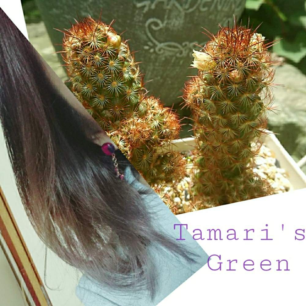 部屋の画像 by TAMARI*さん | 部屋と黄金司とサボテン科とだいすきとうれしい♡とありがとう♡ときれいとせいちょうきろくと多肉女子とタニラーと愛情たっぷり♡と花のある暮らしとかわいいな♡と咲いた!