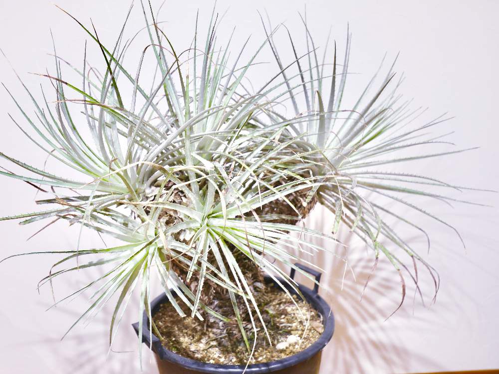 インテリアの画像 by Oriさん | インテリアと現地球と観葉植物とボタニカルライフと植欲旺盛と植中毒と珍奇植物と棘愛とビザールプランツ