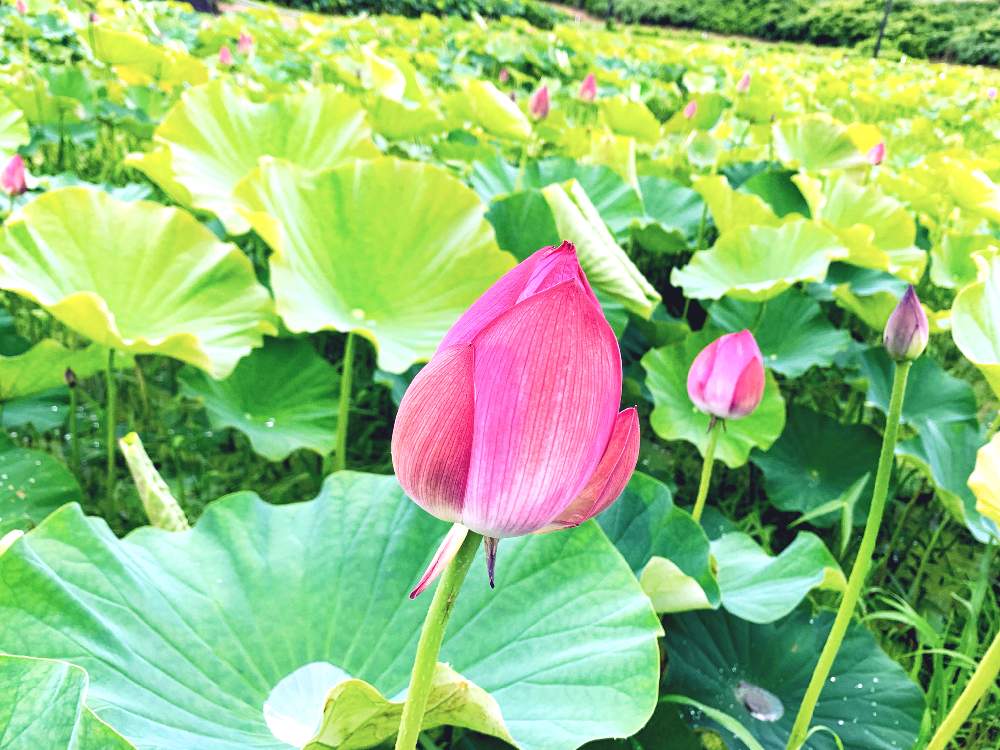 の画像 by のんままさん | かわいい子❤️とキレイ☆と花のある暮らしと石川県といやし♪