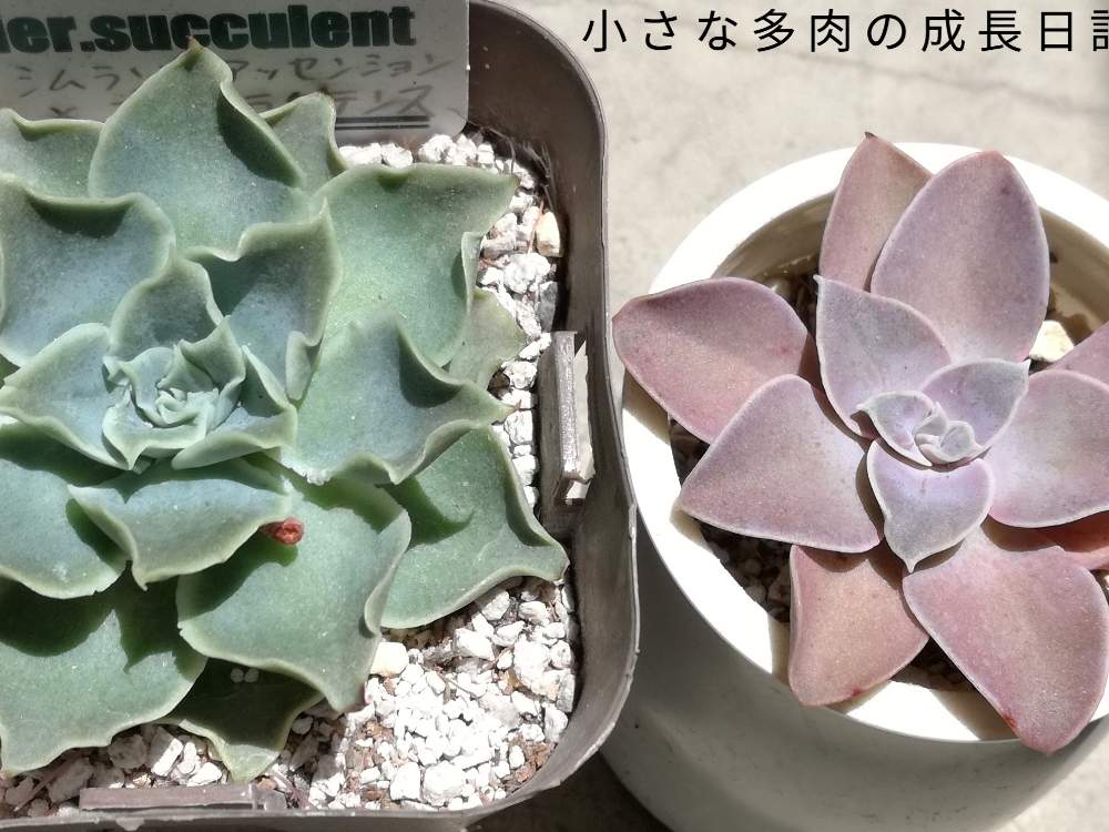バルコニー/ベランダの画像 by みーさんさん | バルコニー/ベランダと多肉植物と交配種とディフラクテンス♬とシムランス交配種❁︎