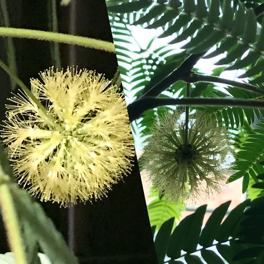 部屋の画像 by cokeさん | 部屋と観葉植物と植物のある暮らしと丈夫な子。とエバーフレッシュ☆