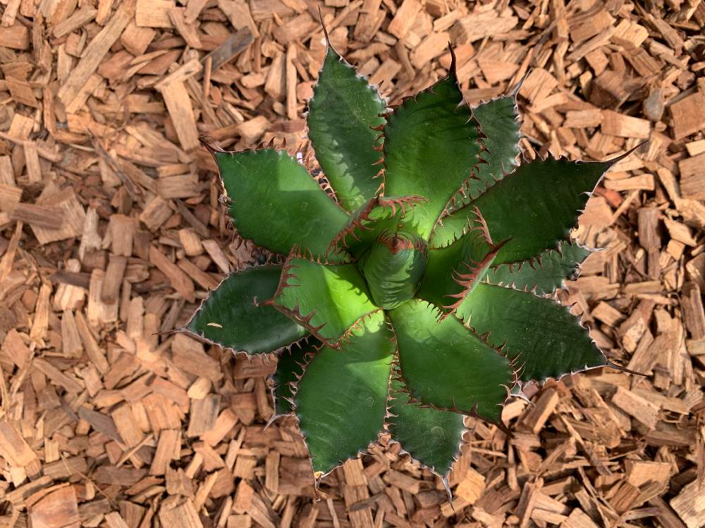 インテリアの画像 by Flower Villageさん | インテリアと多肉植物とアロエ科と観葉植物とボタニカルライフとイベントとアガベホリダ!と多肉植物寄せ植えと鷺沼と植中毒とフラワービレッジと多肉植物とサボテンとbeer&greenと神奈川県とflowervillageと川崎市内とアガベシャークスキンとワークショップ とアガベ属とインテリアグリーンとインドアガーデン