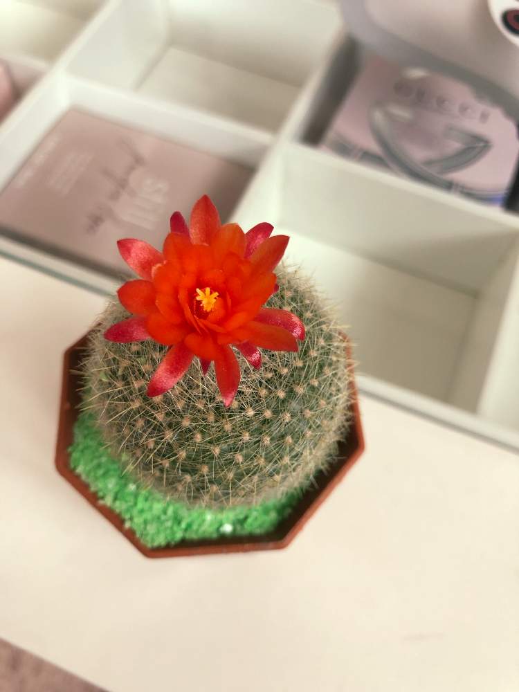 インテリアの画像 by のぐみさん | インテリアとマツカナ 奇仙玉と花のある暮らし