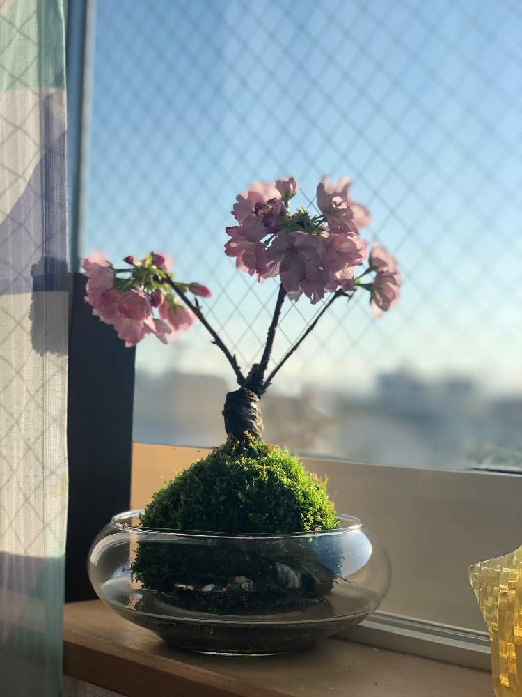 インテリアの画像 by のぐみさん | インテリアと旭山桜と花のある暮らし