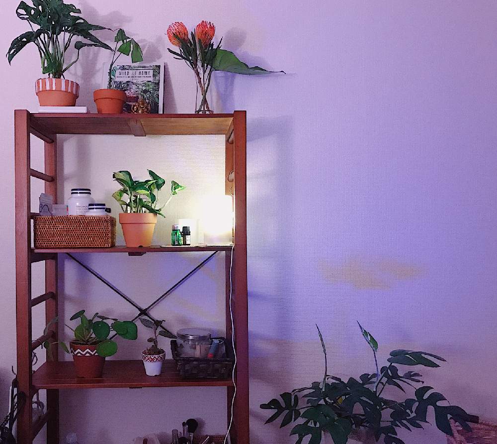 部屋の画像 by yoshikoさん | 部屋とパキラとヒメモンステラとポトス・エンジョイとマドカズラと観葉植物と深呼吸したくなる部屋フォトコンとurbanjungleと花のある暮らしとインテリアグリーン
