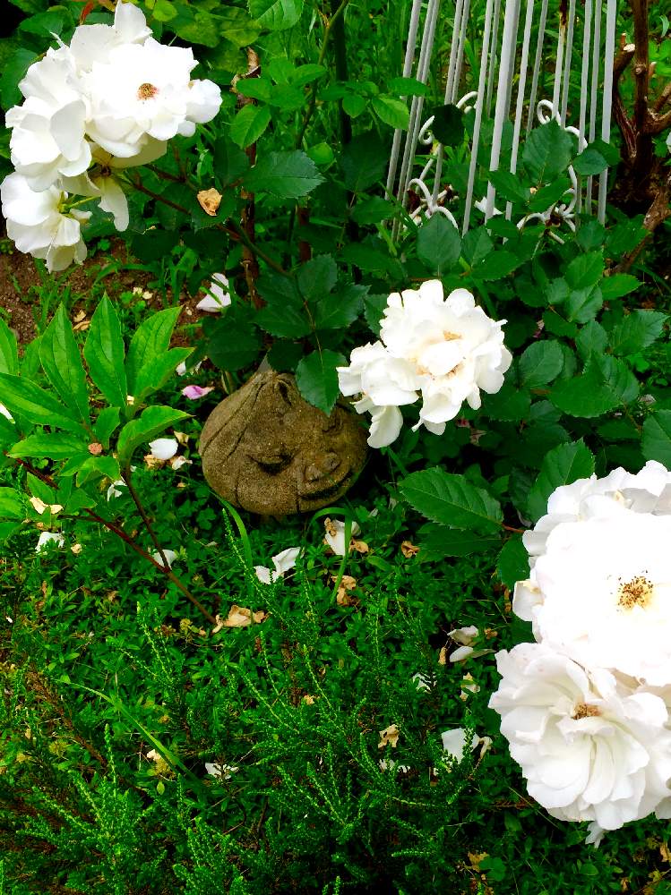 広い庭の画像 by marireoさん | 広い庭と花のある暮らしと夏でも元気な花フォトコンとオブジェとキノコ!とバラ・ミニバラと妖精の庭