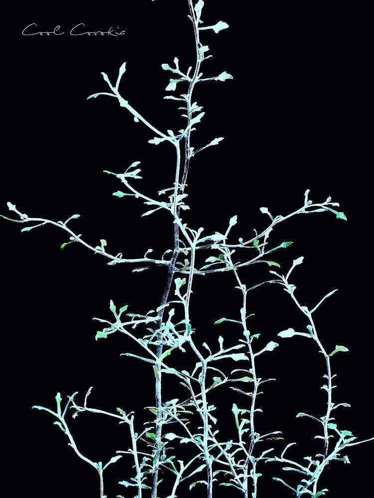 バルコニー/ベランダの画像 by toshi722さん | バルコニー/ベランダとコロキアと涼しげと観葉植物と長雨と梅雨の頃と岐阜県と美濃市