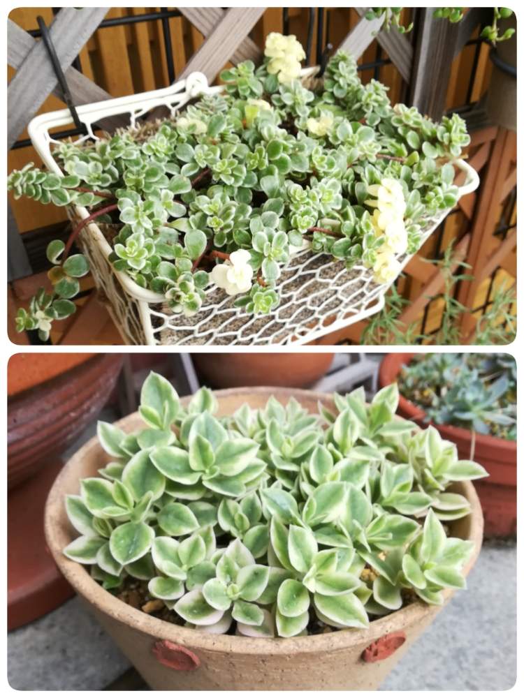 小さな庭の画像 by yukaring+さん | 小さな庭と多肉植物とベビーサンローズ❤︎と普及種バンザイと軒下と100均アレンジと多肉棚
