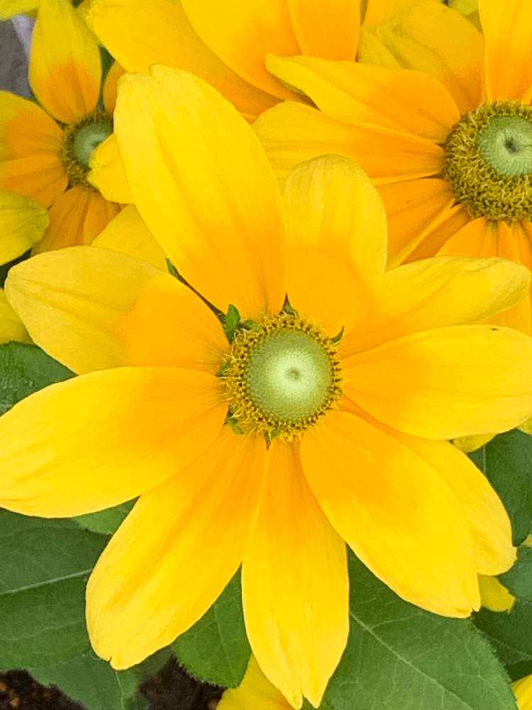 小さな庭の画像 by りんごさん | 小さな庭と元気をくれる花達と小さな庭の花と可愛いい花達と癒しのグリーンといつもありがとう♡と癒しの花達とルドベキアプレイリーサンと癒しの植物と花を飾ろう♪と黄色い花♡と可愛い〜♡とニチニチソウ♡とGreenSnapmarcheと花のある暮らしとお花のある生活と癒やし系❤︎とGREEN UP!
