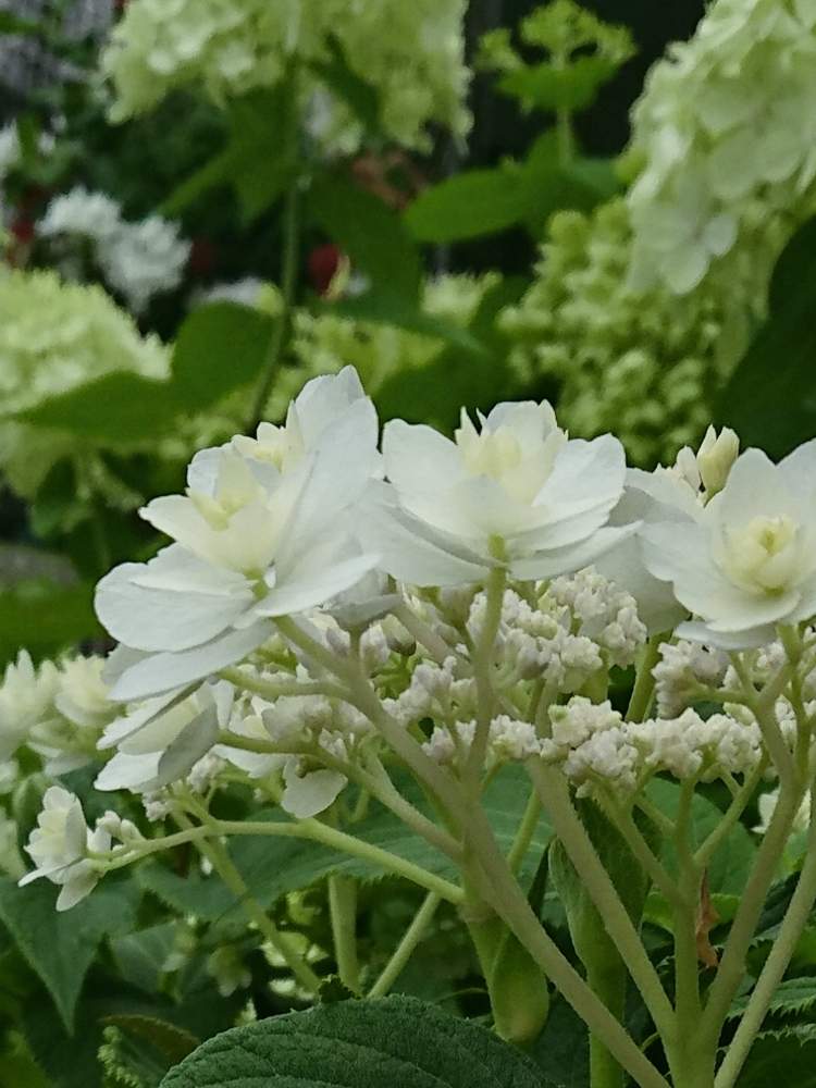 の画像 by Hisaboさん | 紫陽花と紫陽花☆とつぼみ好きと紫陽花 額紫陽花と感謝とつぼみと紫陽花 アジサイ あじさいと玉紫陽花♪と癒されるとアジサイ 紫陽花