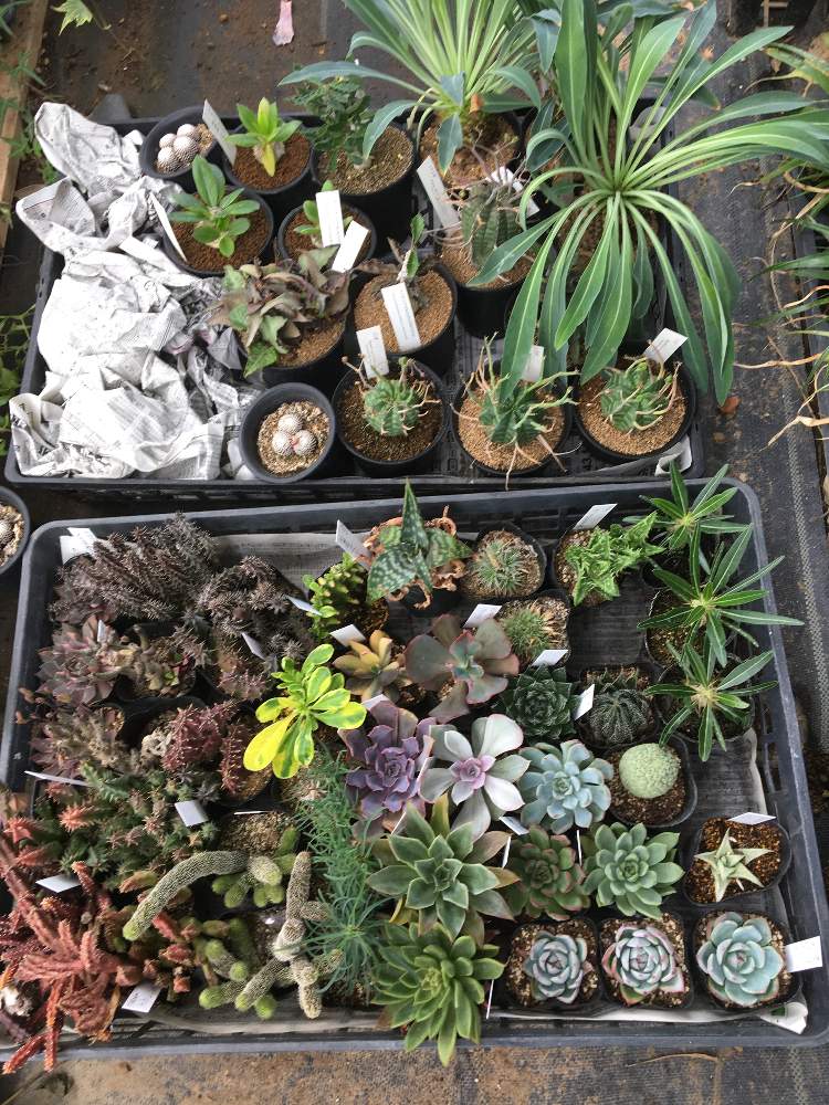 インテリアの画像 by greenjamさん | インテリアと多肉植物と観葉植物とエアプランツ ティランジアとGREEN JAMとfoliageplantと多肉植物のある暮らしと植中毒と越谷と観葉植物のある暮らしと珍奇植物と観葉植物専門店とエアプランツ