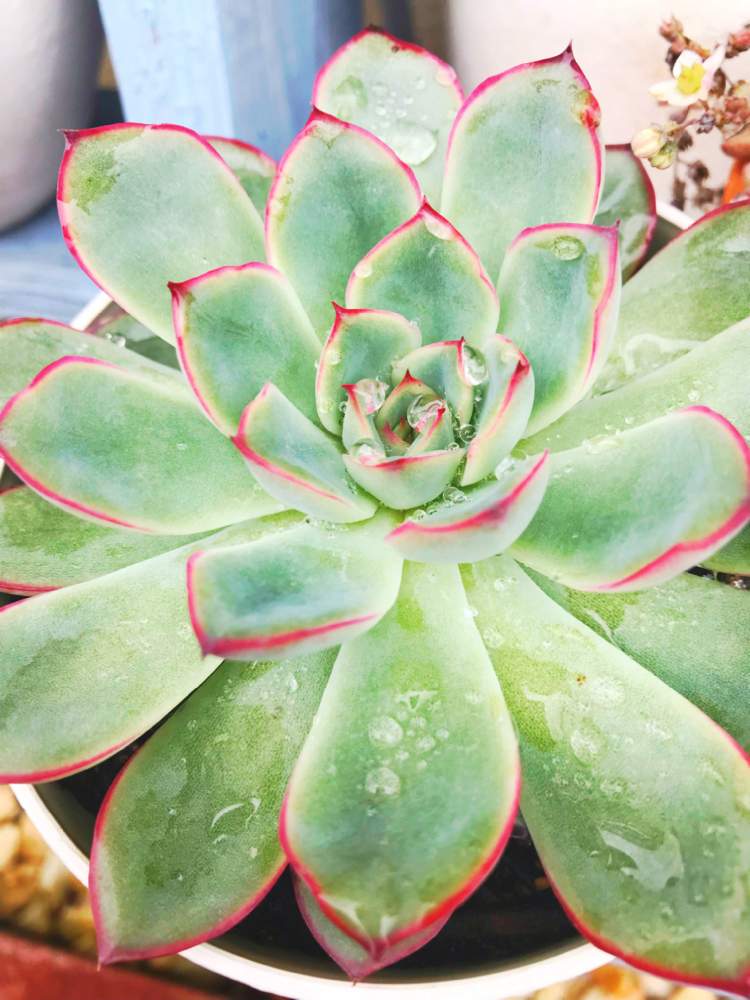 の画像 by なつきAckermann。さん | プレリンゼと多肉植物と多肉主婦と雨の雫と プレリンゼと多肉植物 多肉の有るくらし