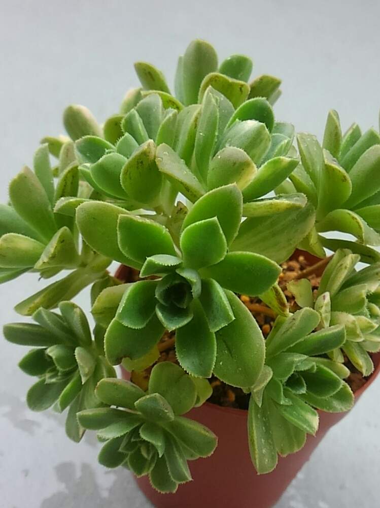 の画像 by ひよこ先生さん | 愛染錦と多肉植物と岩手県とアエオニウム属と復活と多肉女子