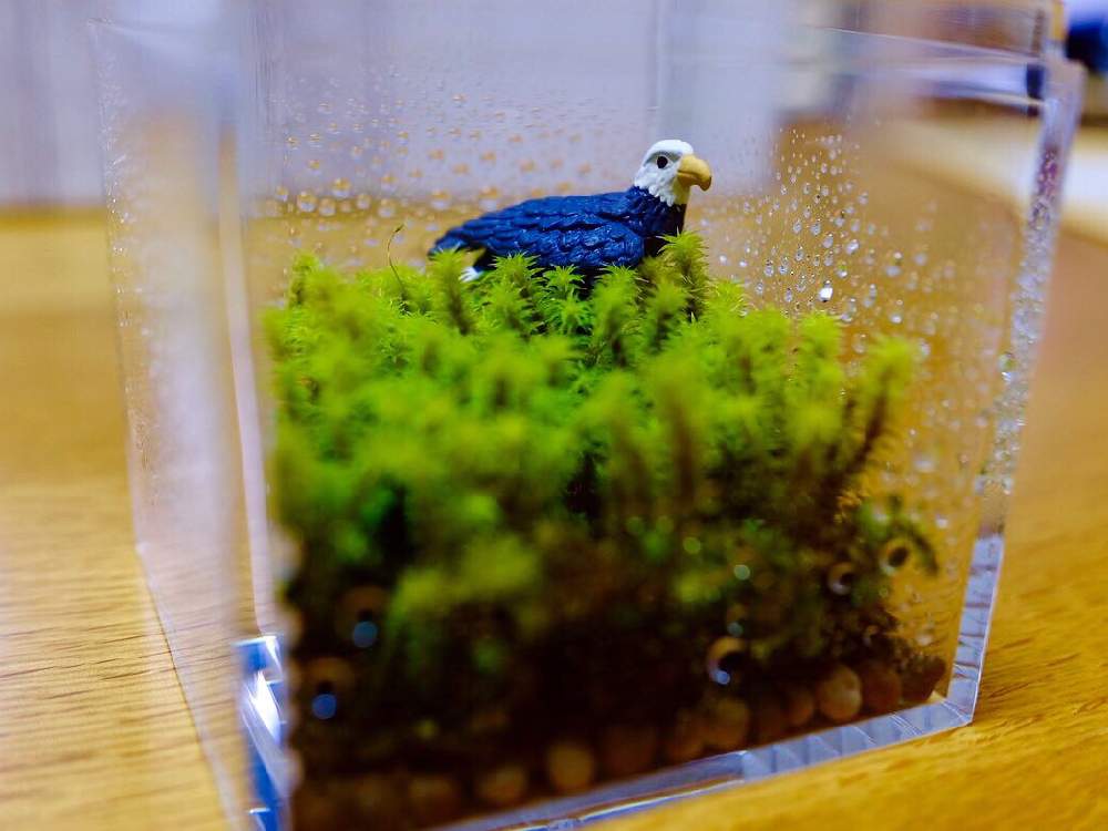 部屋の画像 by motoさん | 部屋と苔(コケ)と観葉植物と苔 (コケ)とテラリウムとコケリウムと苔テラリウム